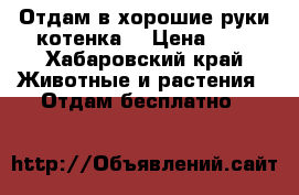 Отдам в хорошие руки котенка  › Цена ­ 1 - Хабаровский край Животные и растения » Отдам бесплатно   